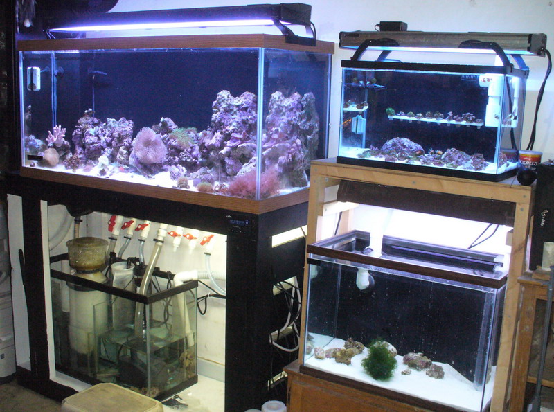 reef aquarium sump setup